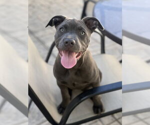 Mutt Dogs for adoption in Fenton, MO, USA