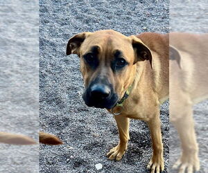 Boxer-German Shepherd Dog Mix Dogs for adoption in Webster, WI, USA