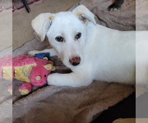 Labrador Retriever-Unknown Mix Dogs for adoption in Polson, MT, USA