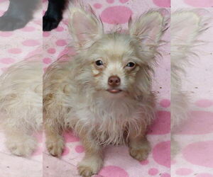 Cheeks Dogs for adoption in Sanford, FL, USA