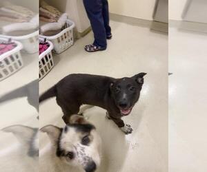 Mutt Dogs for adoption in Fremont, CA, USA