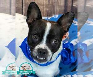 Boston Terrier-Unknown Mix Dogs for adoption in Kennesaw, GA, USA