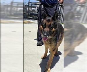 German Shepherd Dog Dogs for adoption in Downey, CA, USA