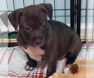 Mutt Dogs for adoption in Hamilton, GA, USA