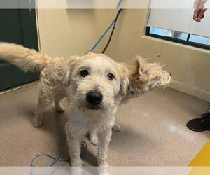 Mutt Dogs for adoption in Pasadena, CA, USA