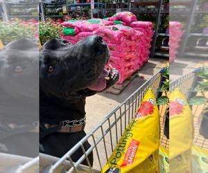 Great Dane Dogs for adoption in Bullard, TX, USA