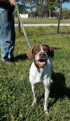 Pointer Dogs for adoption in New Smyrna Beach, FL, USA