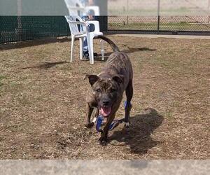 American Pit Bull Terrier Dogs for adoption in Springfield, MA, USA