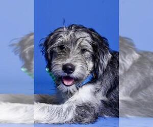 - Mix Dogs for adoption in West Valley, UT, USA
