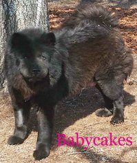 Chow Chow Dogs for adoption in Griffin, GA, USA