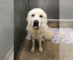 Great Pyrenees Dogs for adoption in La Porte, IN, USA