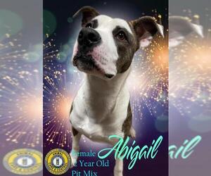 American Pit Bull Terrier-Unknown Mix Dogs for adoption in Nicholasville, KY, USA