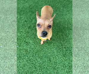 Chihuahua-Unknown Mix Dogs for adoption in Tempe , AZ, USA