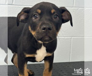 Labrador Retriever-Unknown Mix Dogs for adoption in Washington, DC, USA