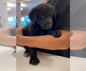 German Shepherd Dog-Unknown Mix Dogs for adoption in Rancho Cucamonga, CA, USA