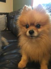 Pomeranian Dogs for adoption in Rochester, NY, USA