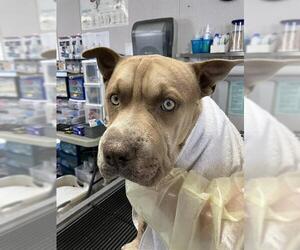 Chinese Shar-Pei-Unknown Mix Dogs for adoption in Stockton, CA, USA