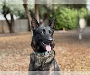 German Shepherd Dog Dogs for adoption in San Diego, CA, USA