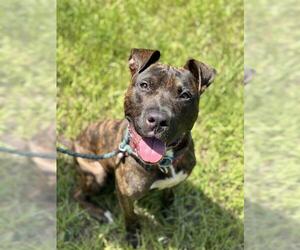 American Bulldog Dogs for adoption in Fort Lauderdale, FL, USA