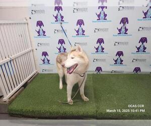 Siberian Husky Dogs for adoption in Orlando, FL, USA