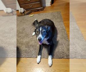 Border-Aussie Dogs for adoption in Crystal, MN, USA