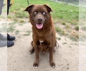 Australian Shepherd-Unknown Mix Dogs for adoption in Modesto, CA, USA