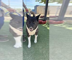 Akita Dogs for adoption in HESPERIA, CA, USA