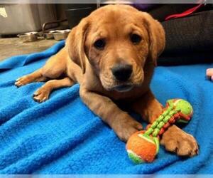 Mastador Dogs for adoption in Raleigh, NC, USA