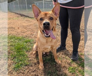 Mutt Dogs for adoption in Shelburne, VT, USA