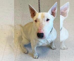 Bull Terrier Dogs for adoption in Aurora, CO, USA