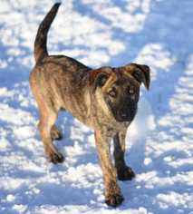 German Shepherd Dog-Mastiff Mix Dogs for adoption in Dodson, MT, USA