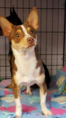 Chiweenie Dogs for adoption in Gloversville, NY, USA