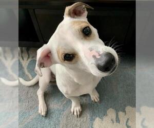 Dachshund-Jack Russell Terrier Mix Dogs for adoption in Royal Palm Beach, FL, USA