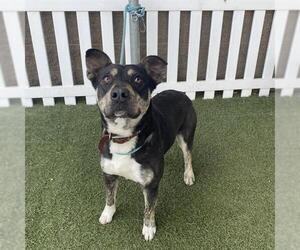 American Pit Bull Terrier-Unknown Mix Dogs for adoption in Modesto, CA, USA
