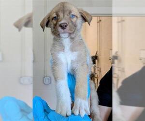 Gerberian Shepsky Dogs for adoption in Frisco, CO, USA