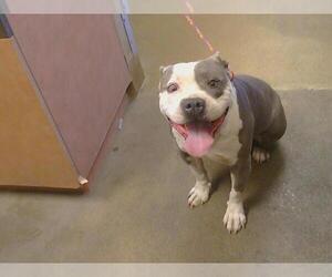 American Pit Bull Terrier Dogs for adoption in Sacramento, CA, USA