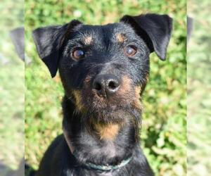 Irish Terrier-Miniature Pinscher Mix Dogs for adoption in Nashville, IN, USA