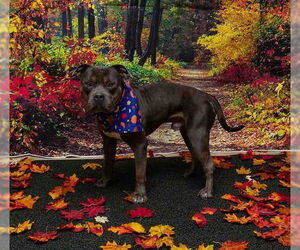 Staffordshire Bull Terrier-Unknown Mix Dogs for adoption in Sanford, FL, USA
