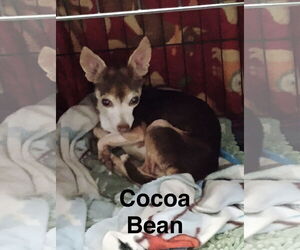 Chihuahua-Unknown Mix Dogs for adoption in Topeka, KS, USA
