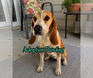 Beagle Dogs for adoption in Dunnellon, FL, USA