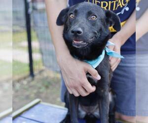 Labrador Retriever-Unknown Mix Dogs for adoption in San Antonio, TX, USA