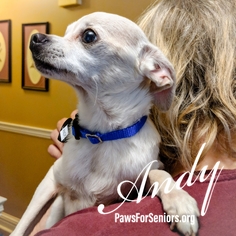 Chihuahua Dogs for adoption in Bealeton, VA, USA