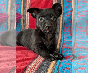 Chiweenie Dogs for adoption in Fresno, CA, USA