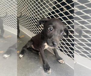 American Pit Bull Terrier Dogs for adoption in Bakersfield, CA, USA