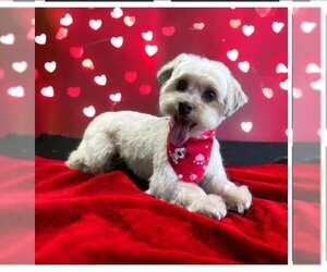 Havanese Dogs for adoption in Holly Springs, NC, USA