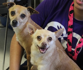 Chiranian Dogs for adoption in Woodland, CA, USA