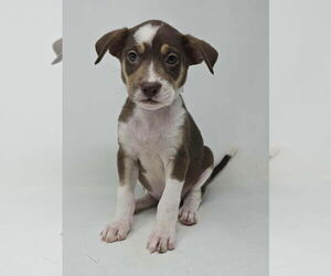 Borador Dogs for adoption in Brewster, NY, USA