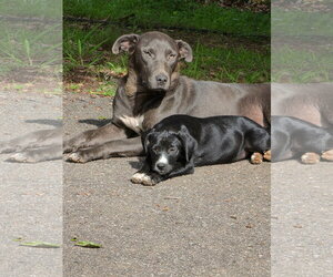 Labrador Retriever-Unknown Mix Dogs for adoption in Blairsville, GA, USA