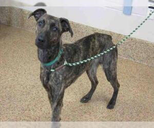 Unknown-Whippet Mix Dogs for adoption in Springfield, MA, USA