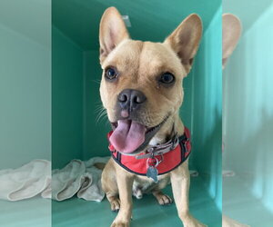 French Bulldog-Unknown Mix Dogs for adoption in San Diego, CA, USA